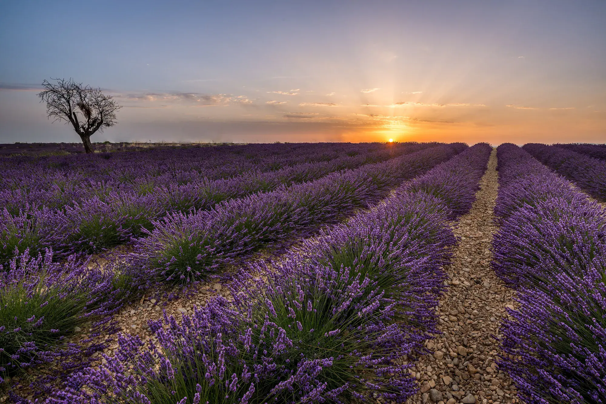 Rangs de lavande en pleine floraison sur le plateau de Valensole, au soleil couchant, avec un arbre isolé